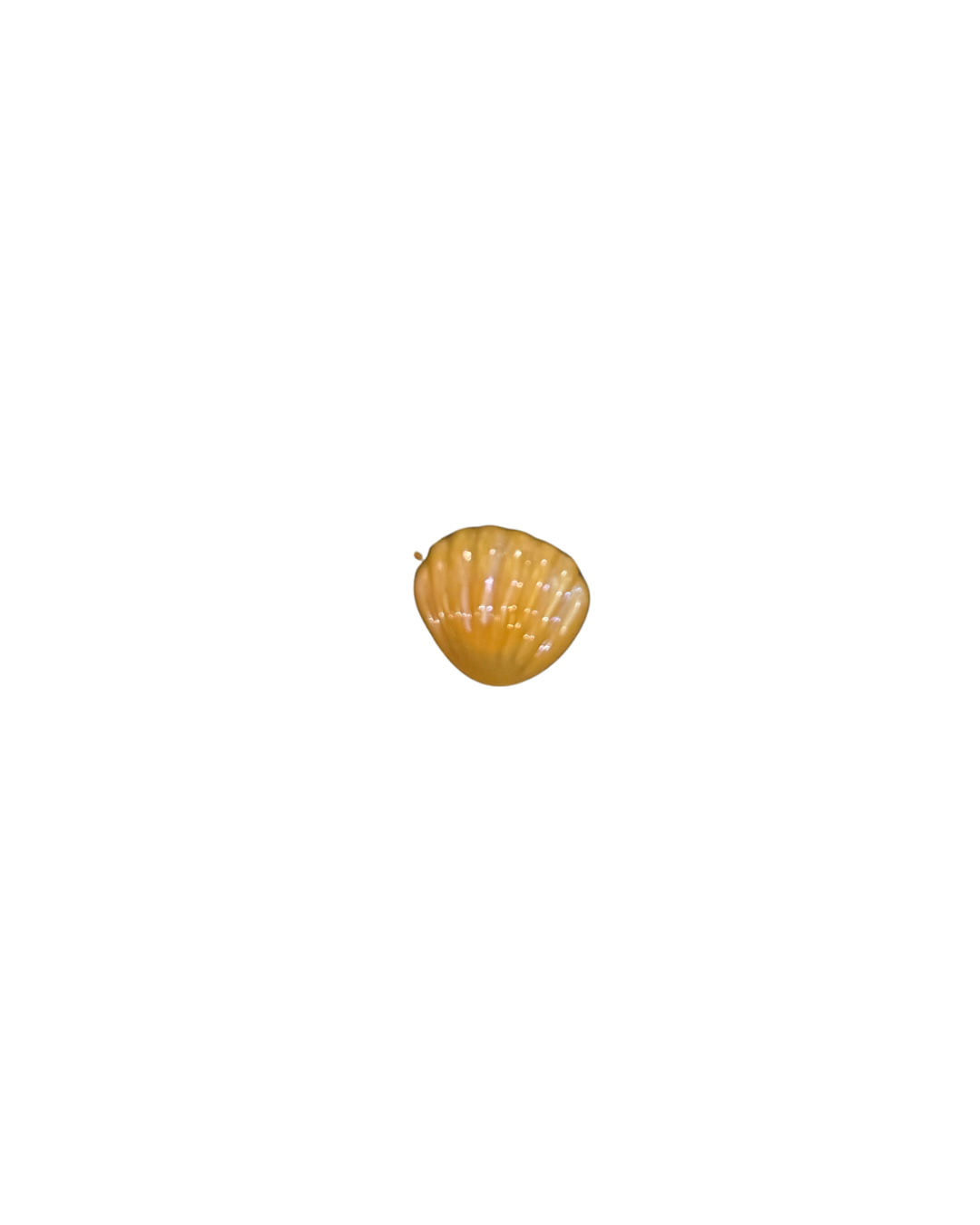 Shell Glow